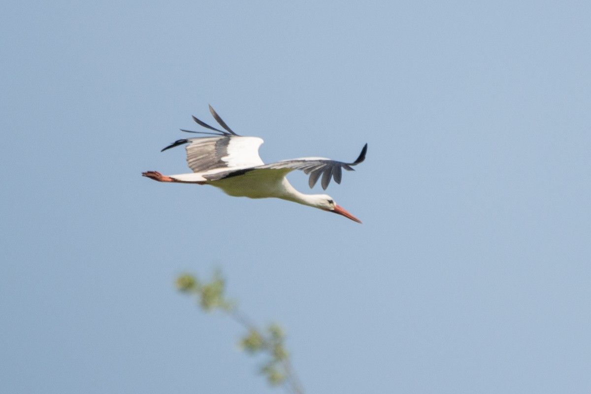 White Stork - ML618361322