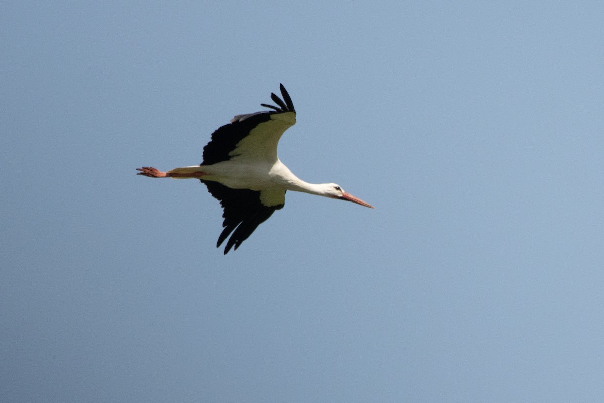White Stork - ML618361324