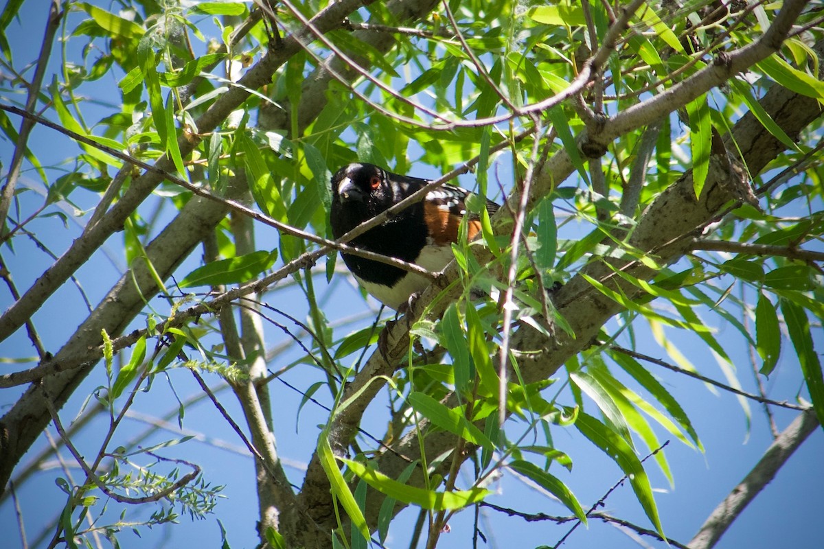 Spotted Towhee - ML618361365