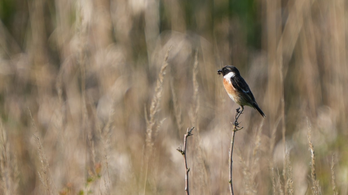 Whinchat - ML618361370