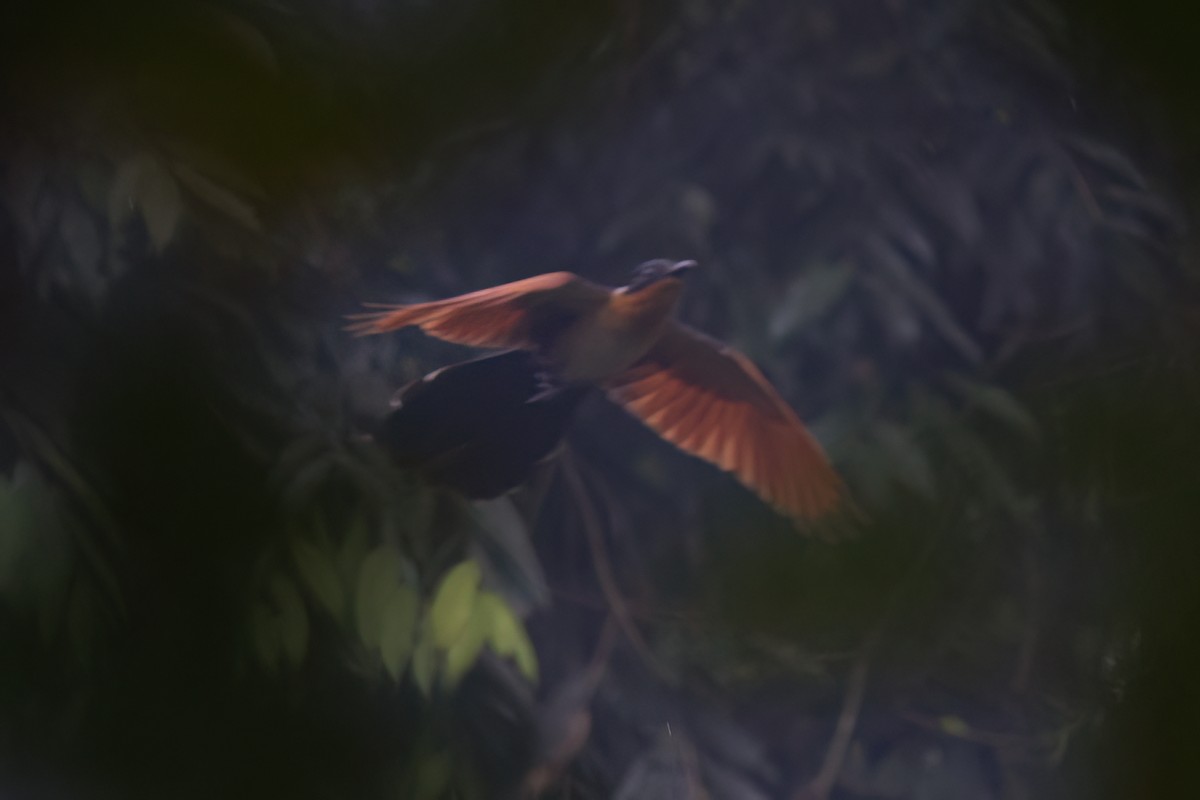 Chestnut-winged Cuckoo - ML618361371