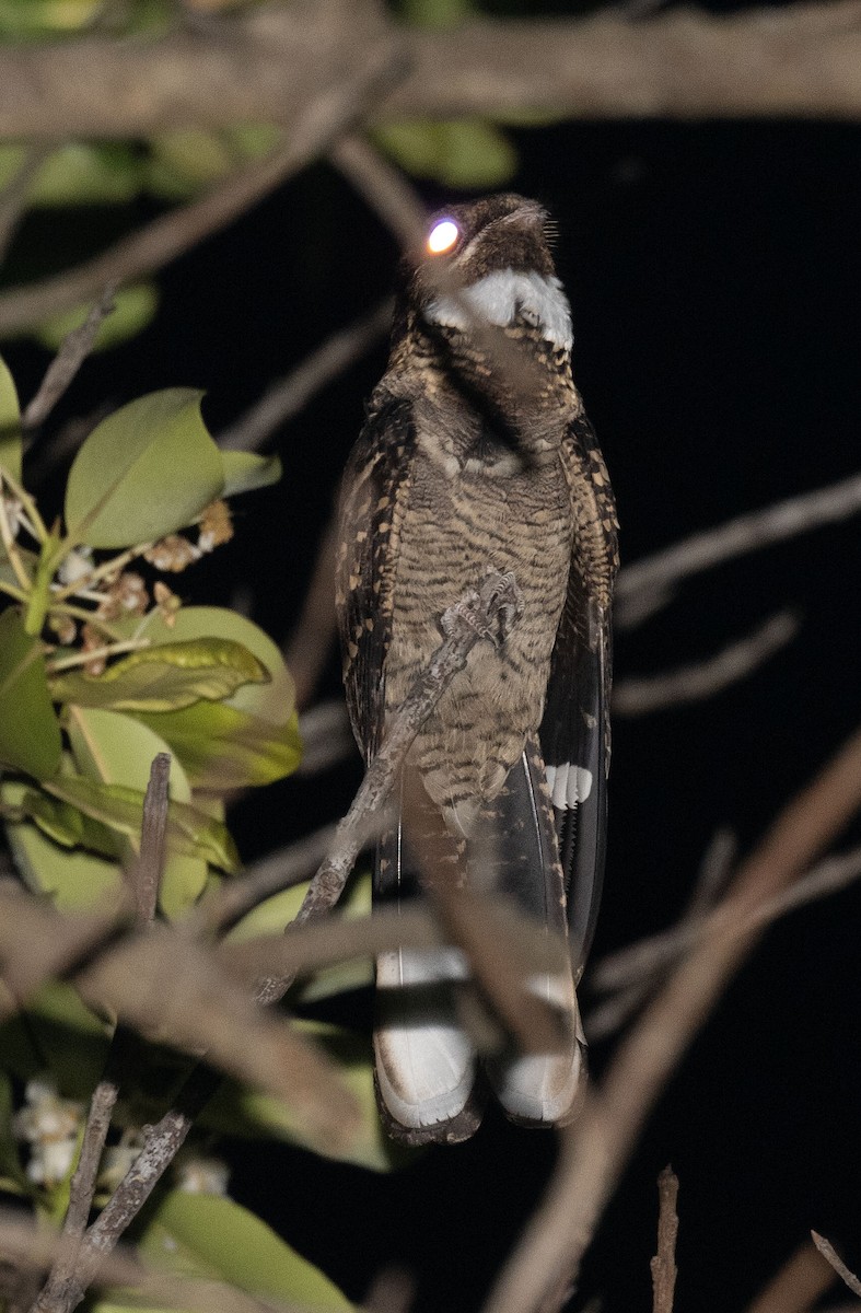 Large-tailed Nightjar - ML618361422