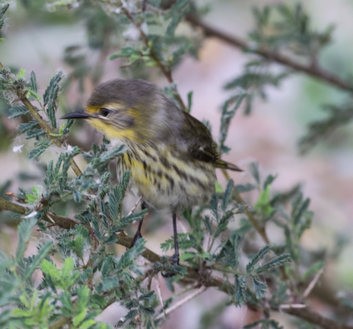 Cape May Warbler - ML618361476