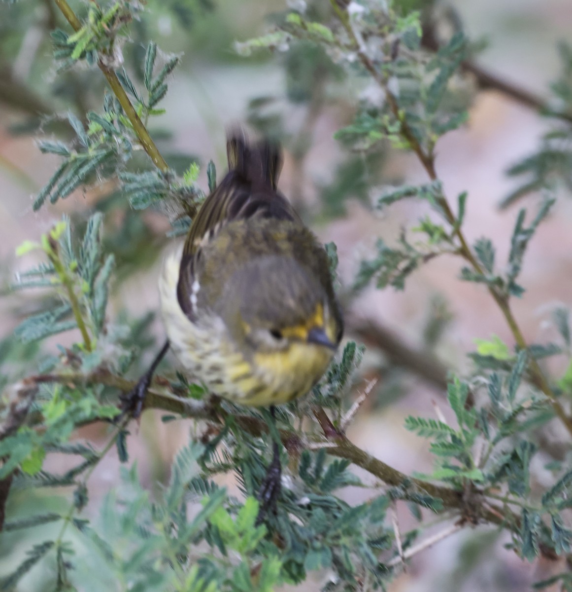 Cape May Warbler - ML618361477