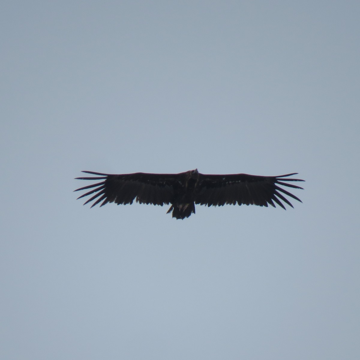 Cinereous Vulture - ML618361479