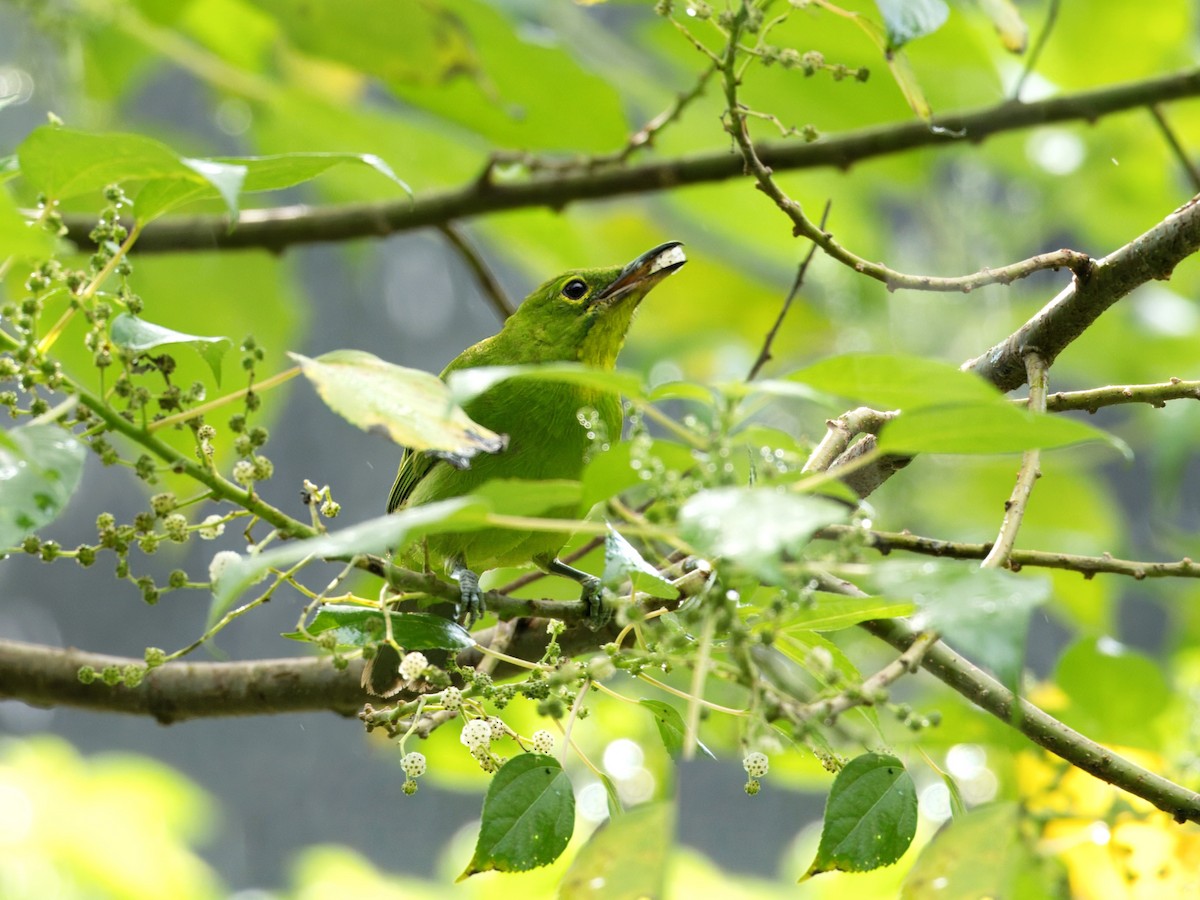 Greater Green Leafbird - Evelyn Lee