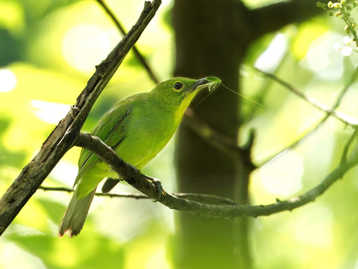 Greater Green Leafbird - ML618361521