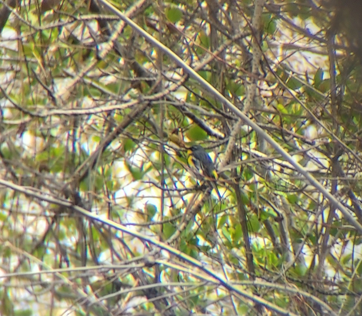 Yellow-rumped Warbler - ML618361559
