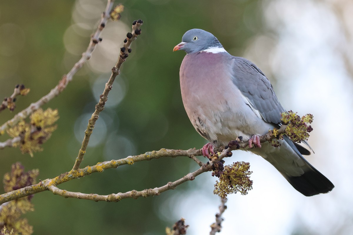 Common Wood-Pigeon - Beñat Guevara