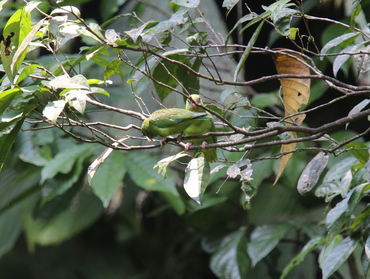 papoušíček amazonský - ML618361597
