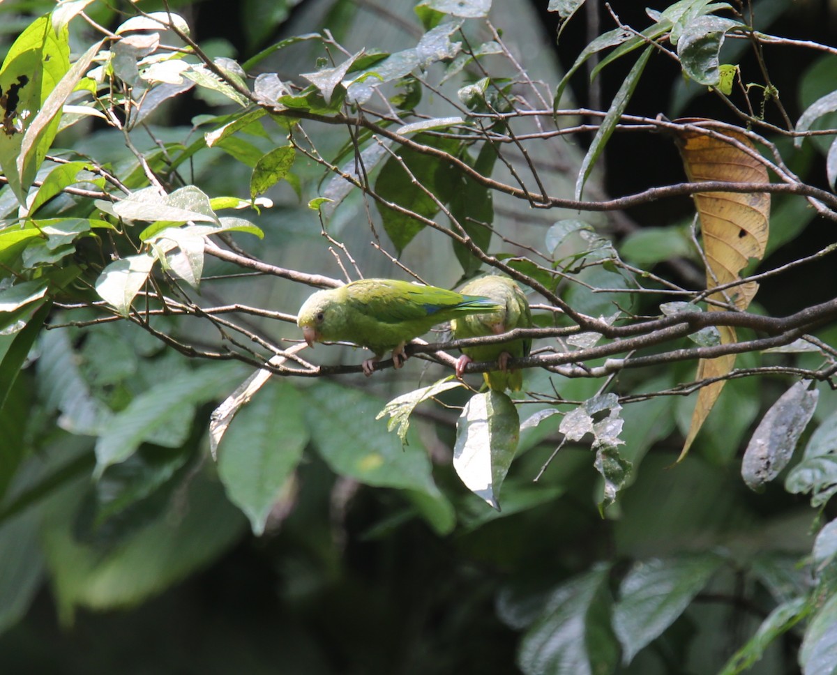 papoušíček amazonský - ML618361598