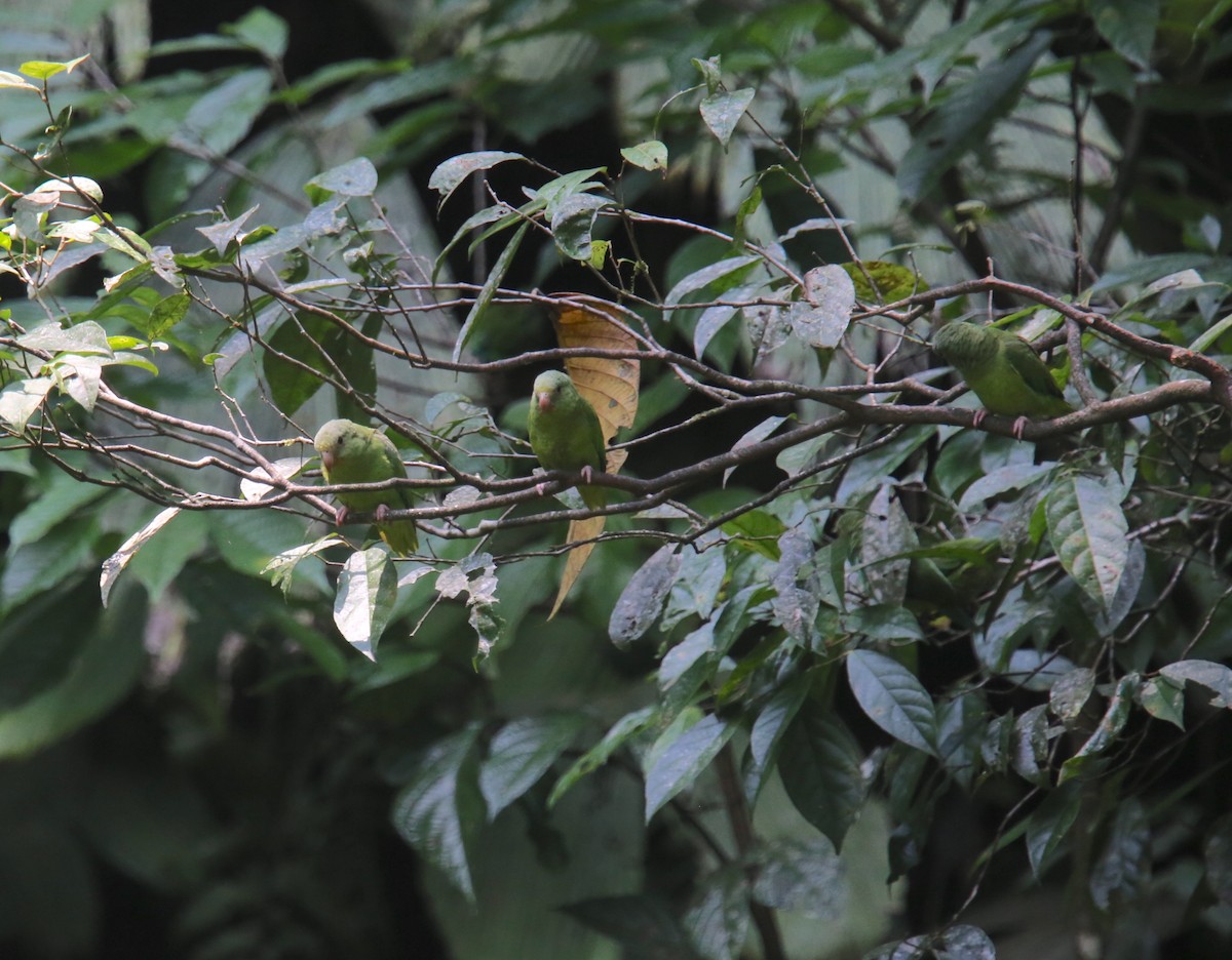 papoušíček amazonský - ML618361600