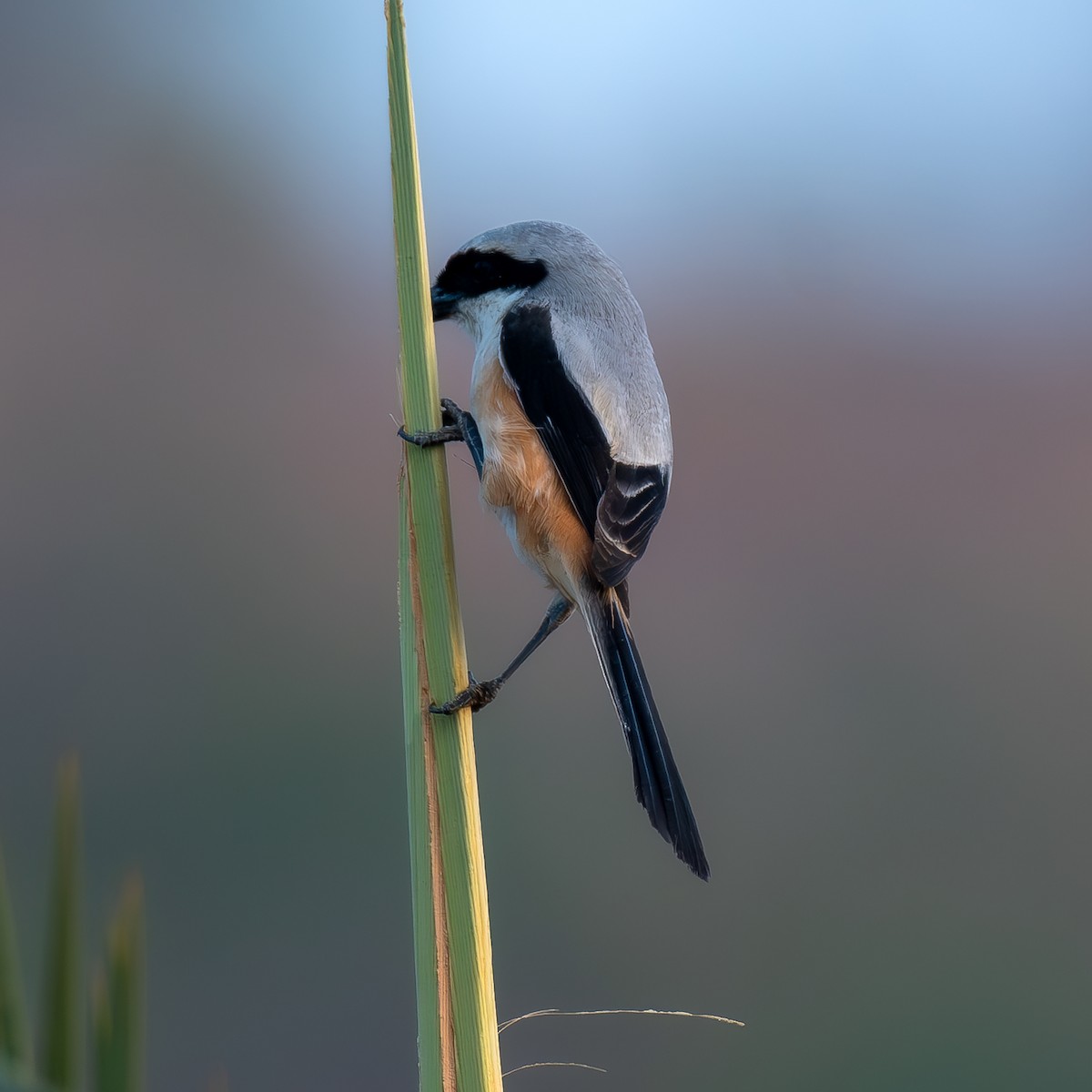 Long-tailed Shrike - ML618361620
