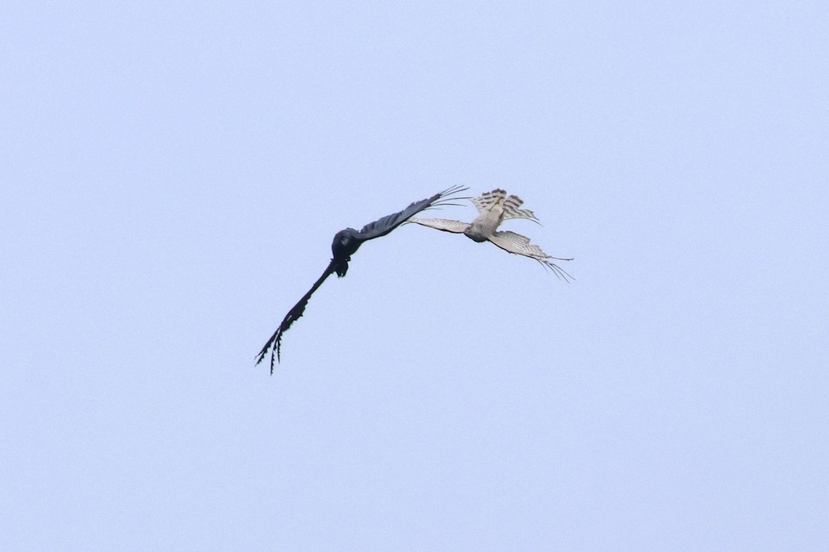 Eurasian Sparrowhawk - ML618361633