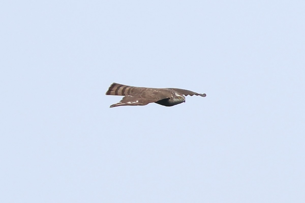 Eurasian Sparrowhawk - ML618361635