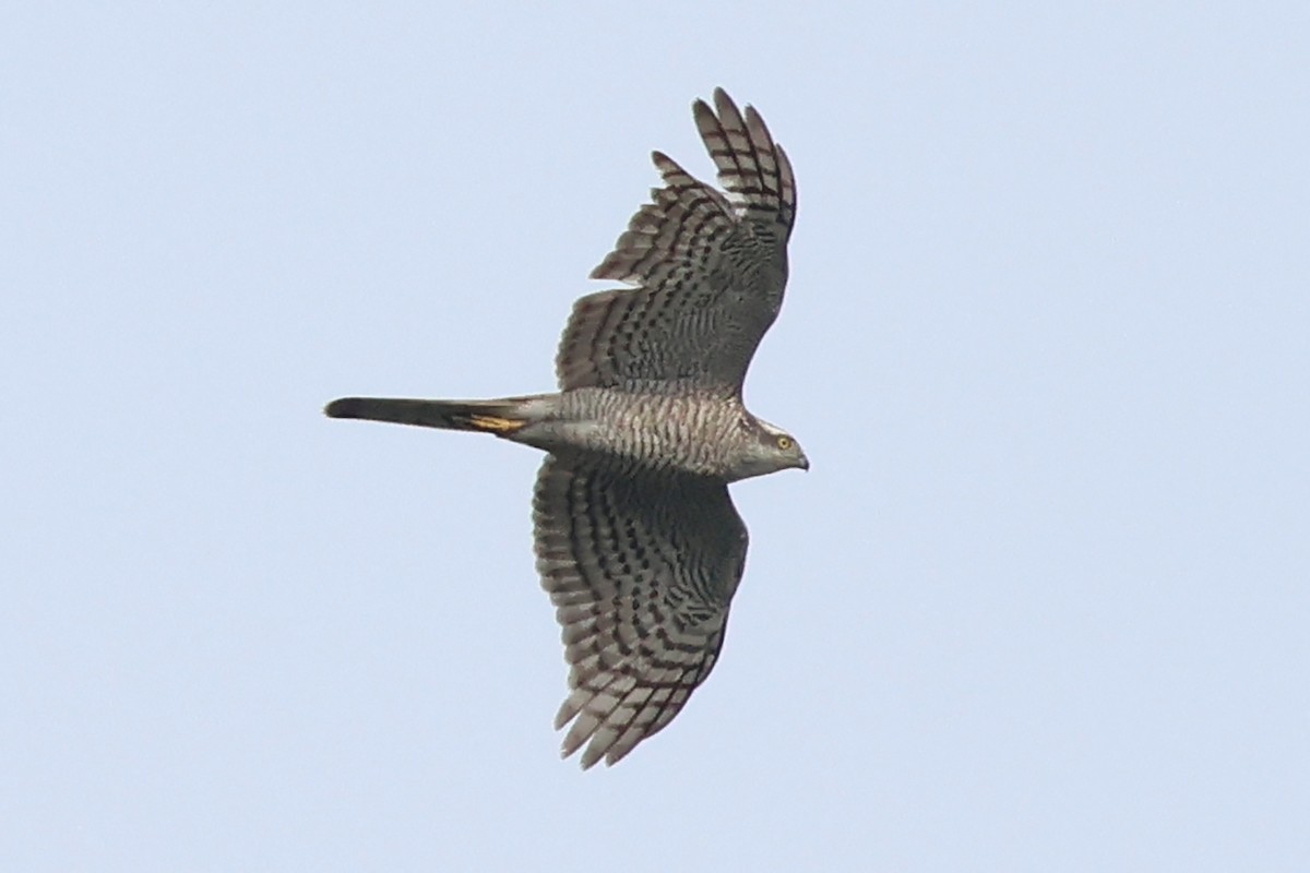 Eurasian Sparrowhawk - ML618361636