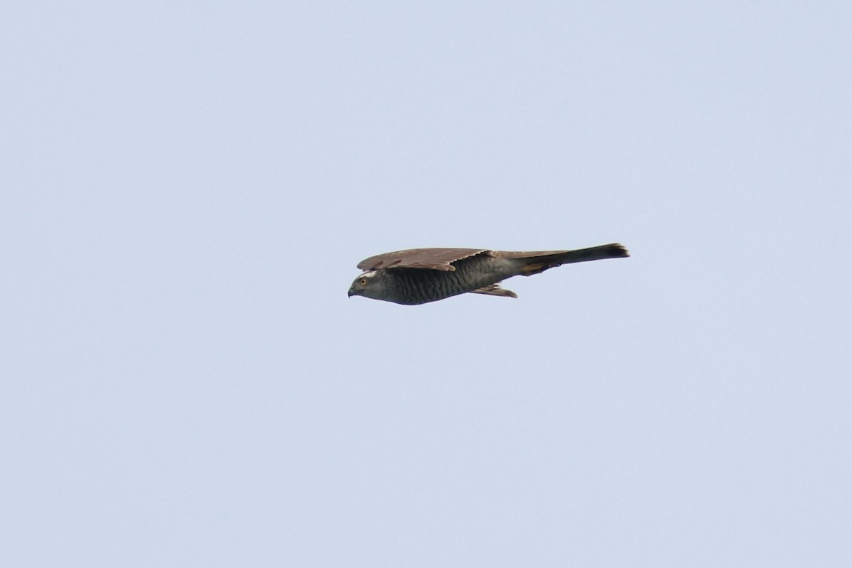 Eurasian Sparrowhawk - ML618361637