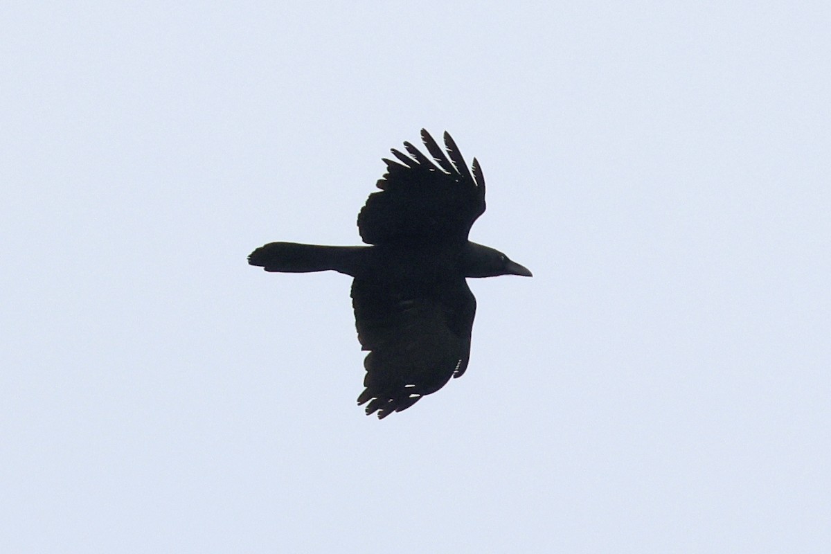 Large-billed Crow - ML618361644