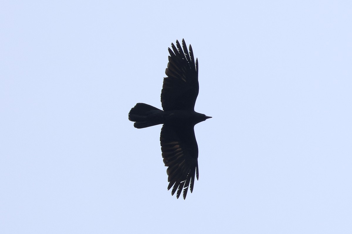 Large-billed Crow - ML618361645