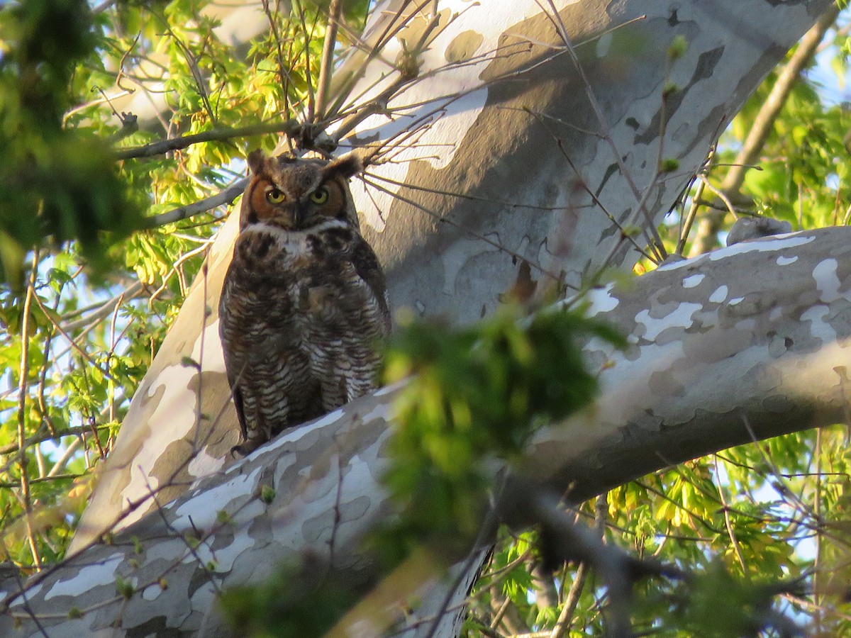 Great Horned Owl - ML618361653