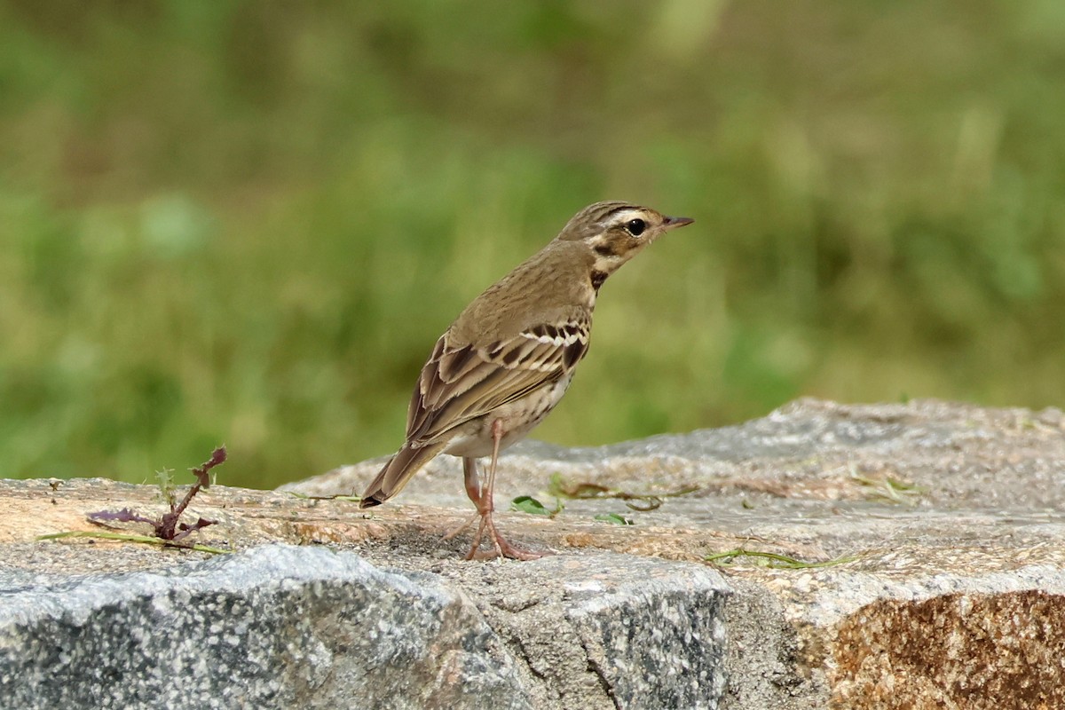 Olive-backed Pipit - ML618361679