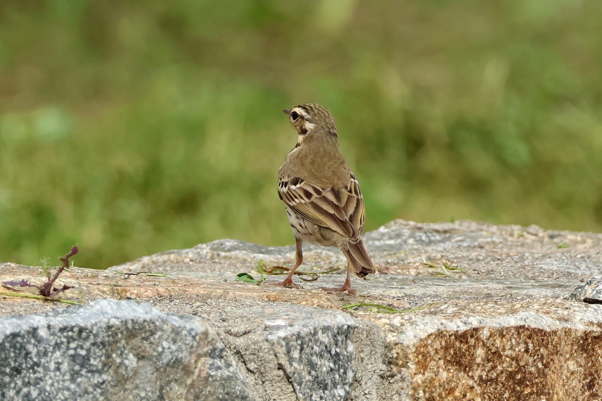 Olive-backed Pipit - ML618361680