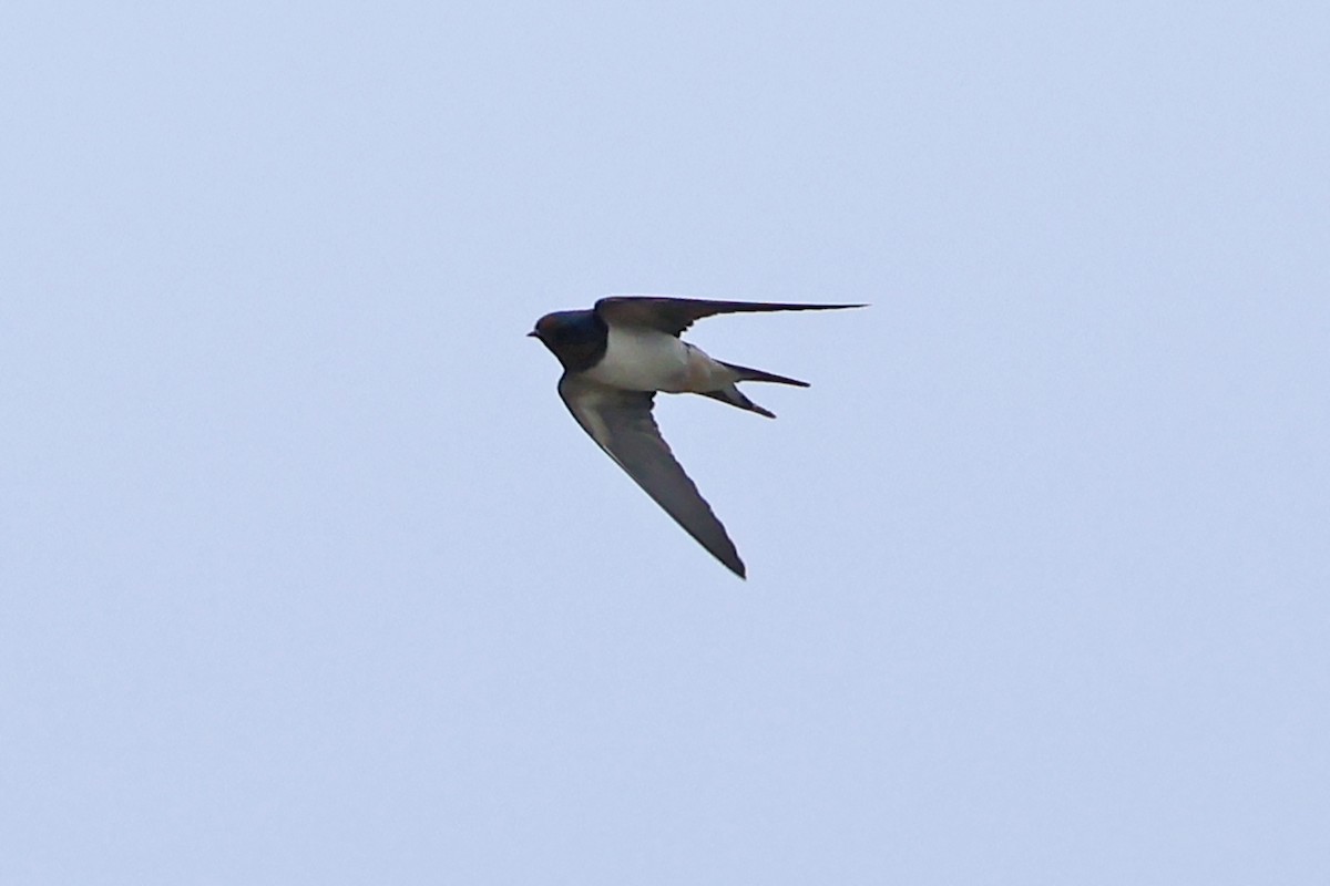 Barn Swallow - ML618361715