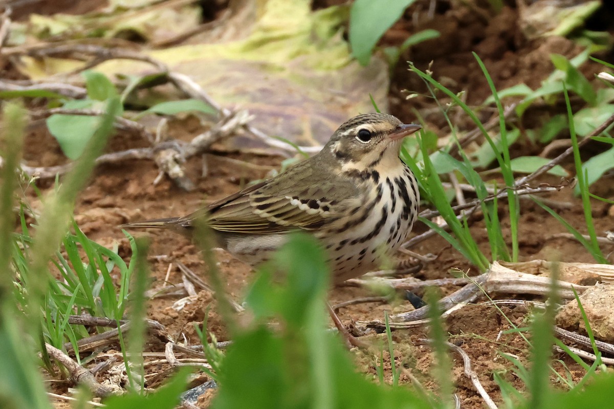 Olive-backed Pipit - ML618361719