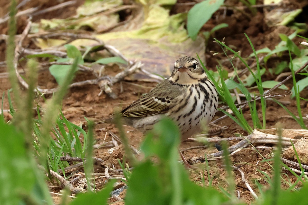 Olive-backed Pipit - ML618361720