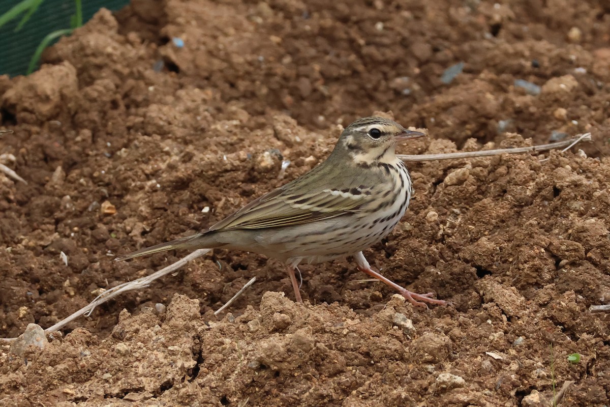Olive-backed Pipit - ML618361721