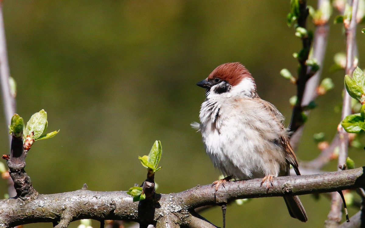 Eurasian Tree Sparrow - ML618361790