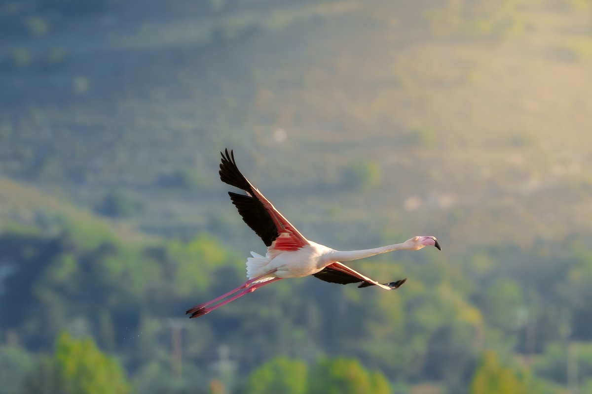 Greater Flamingo - Christos Chatzimanolis