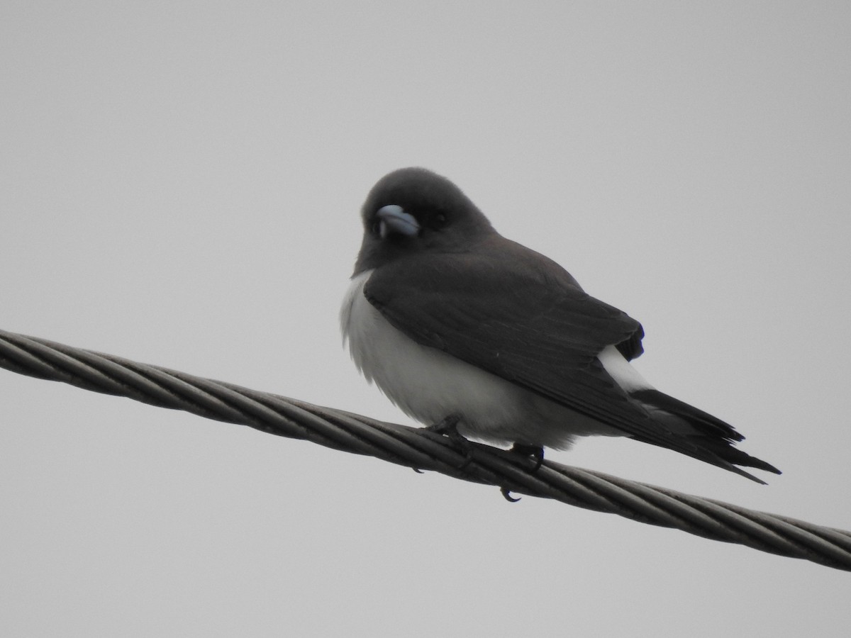 White-breasted Woodswallow - ML618361843