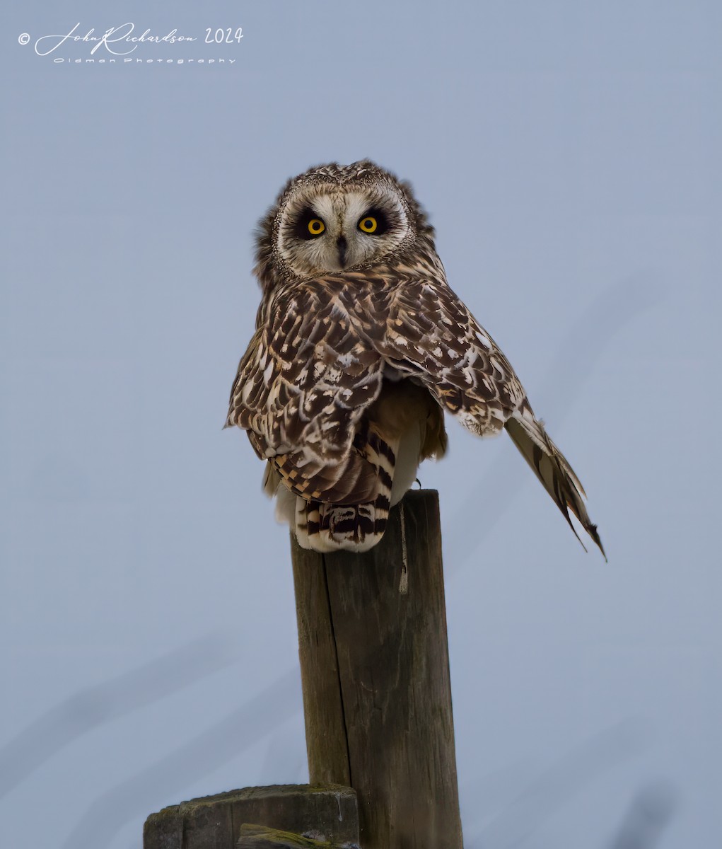 Short-eared Owl - ML618361881