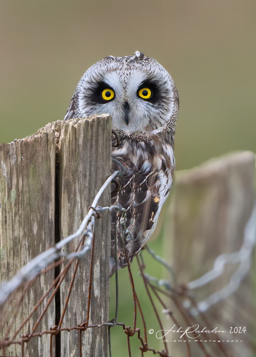 Short-eared Owl - ML618361882