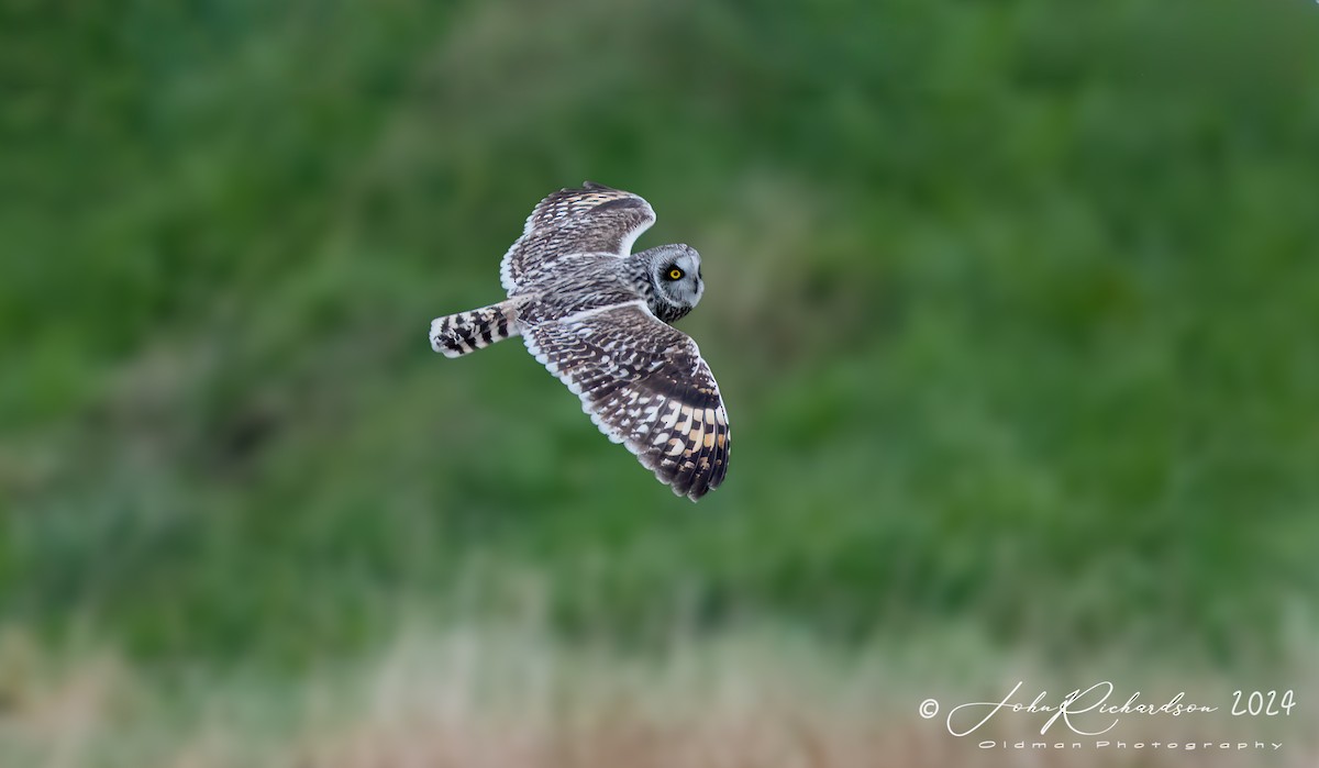 Short-eared Owl - ML618361888