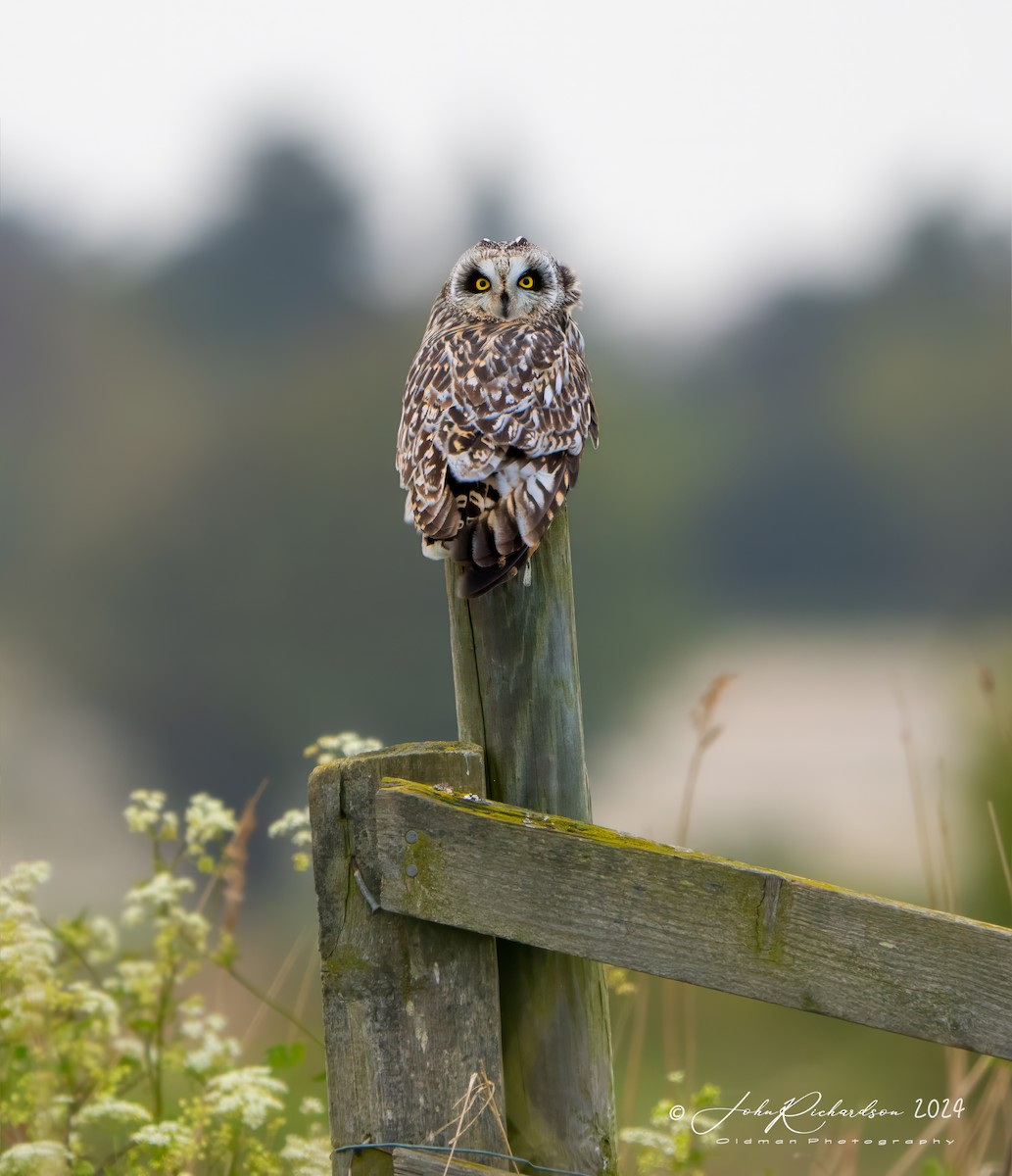 Short-eared Owl - ML618361889