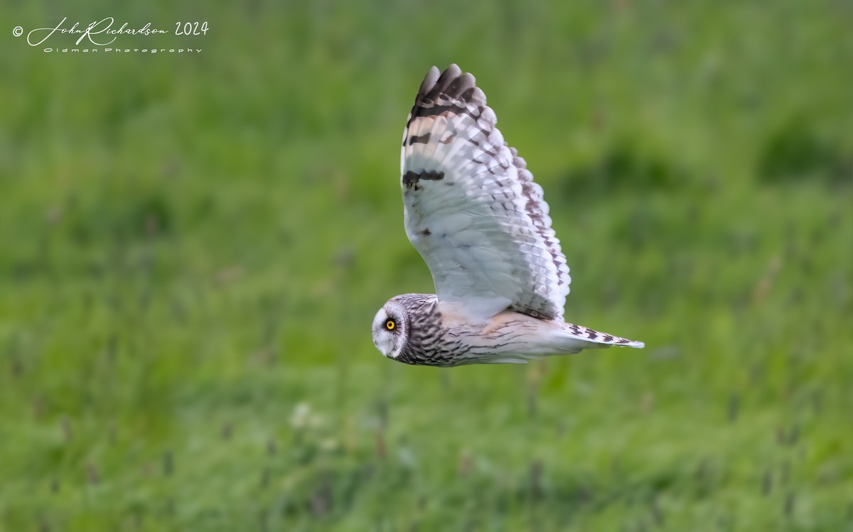 Short-eared Owl - John George Richardson