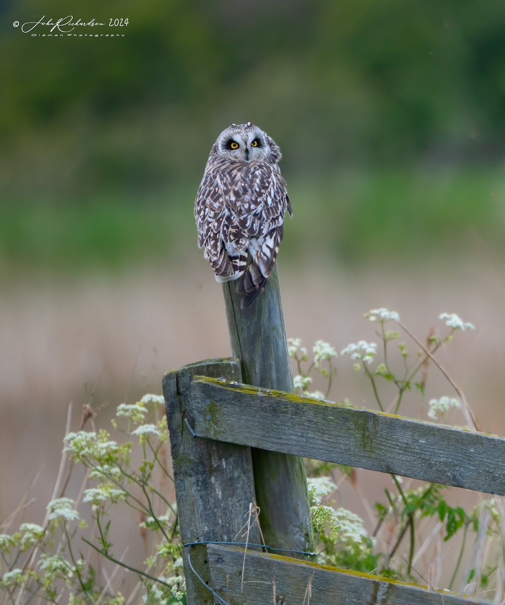 Short-eared Owl - ML618361892