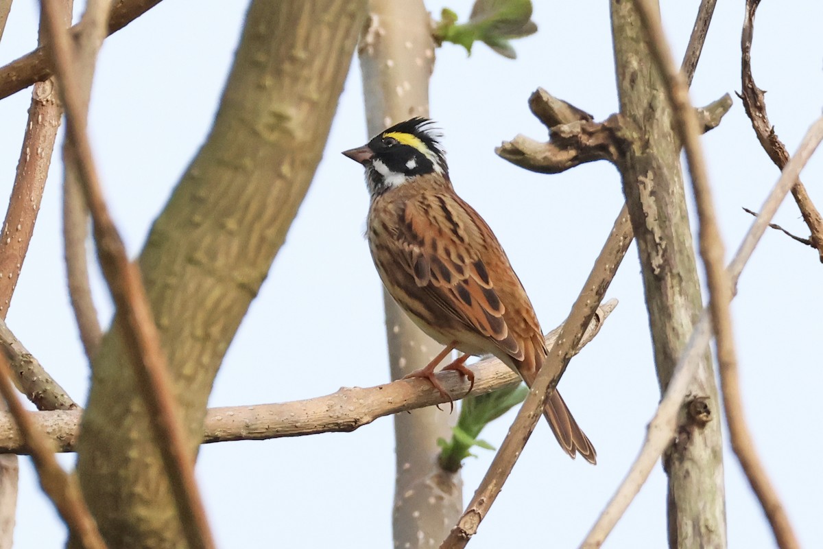 Yellow-browed Bunting - 佑淇 陳