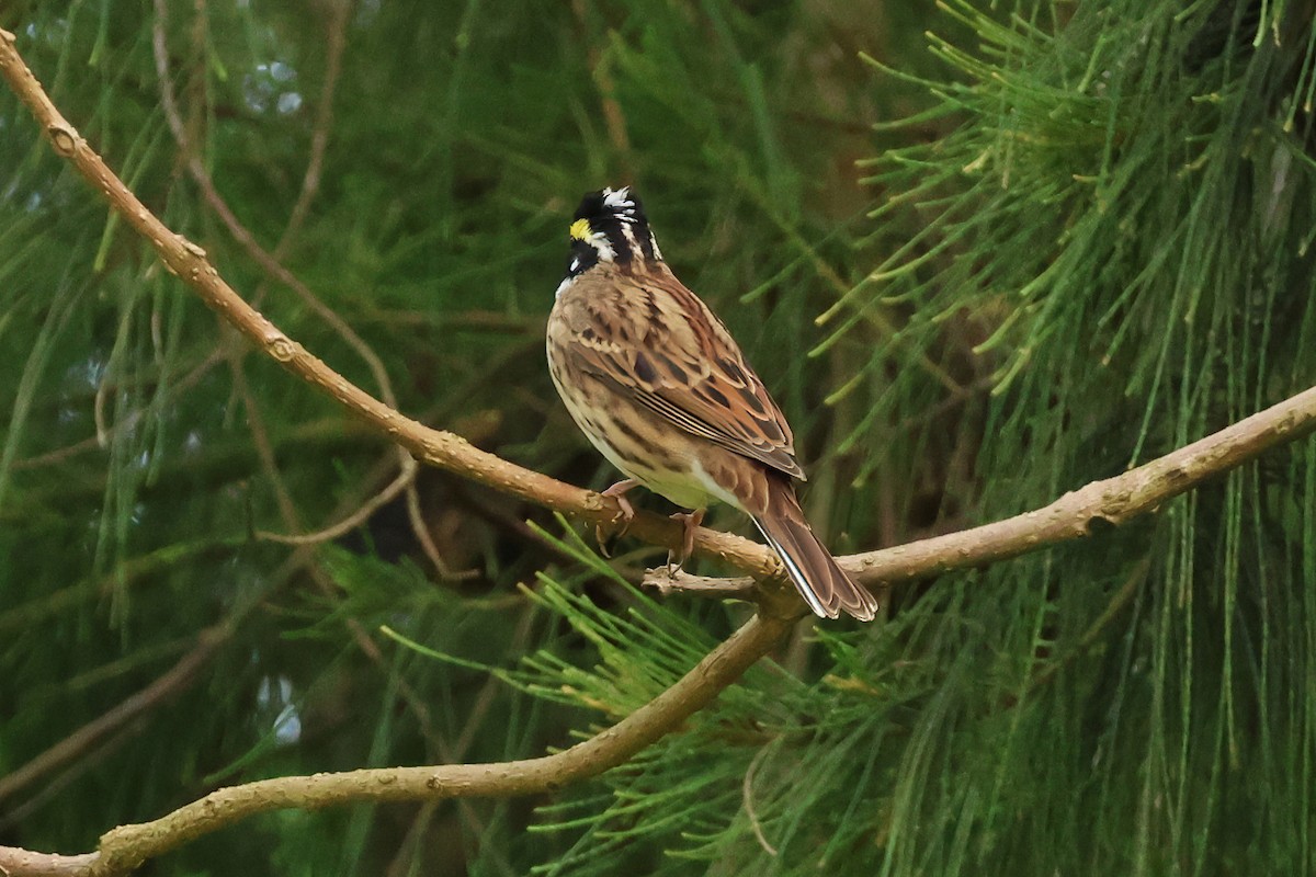 Yellow-browed Bunting - ML618361899