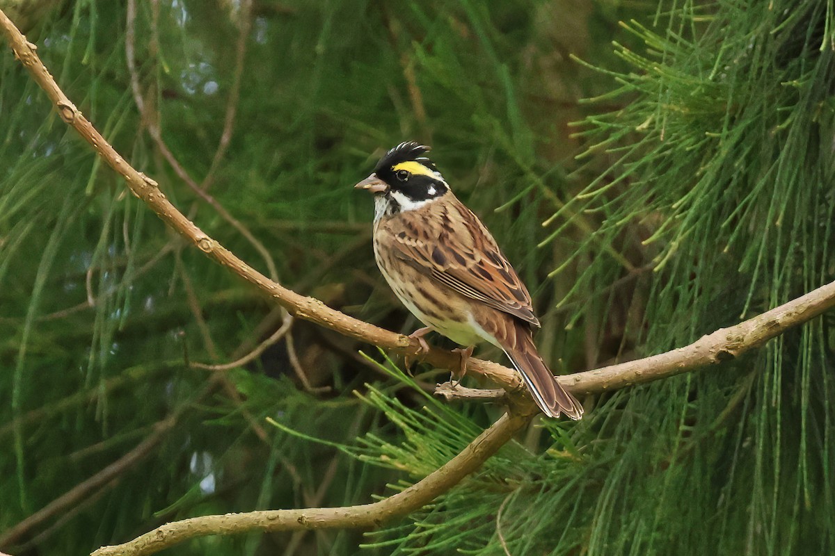 Yellow-browed Bunting - ML618361900