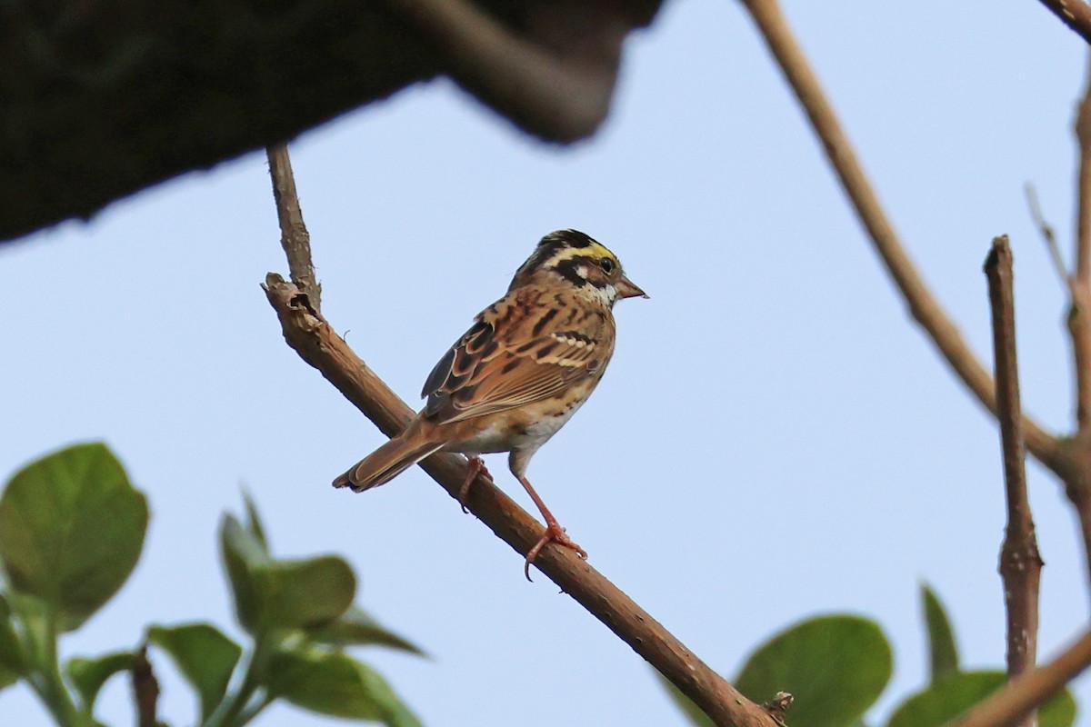Yellow-browed Bunting - ML618361904