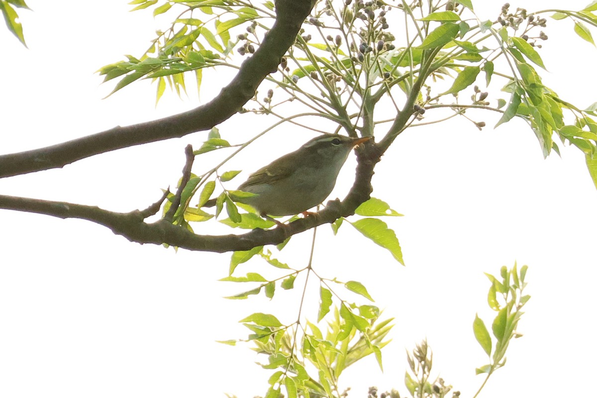 Eastern Crowned Warbler - ML618361949