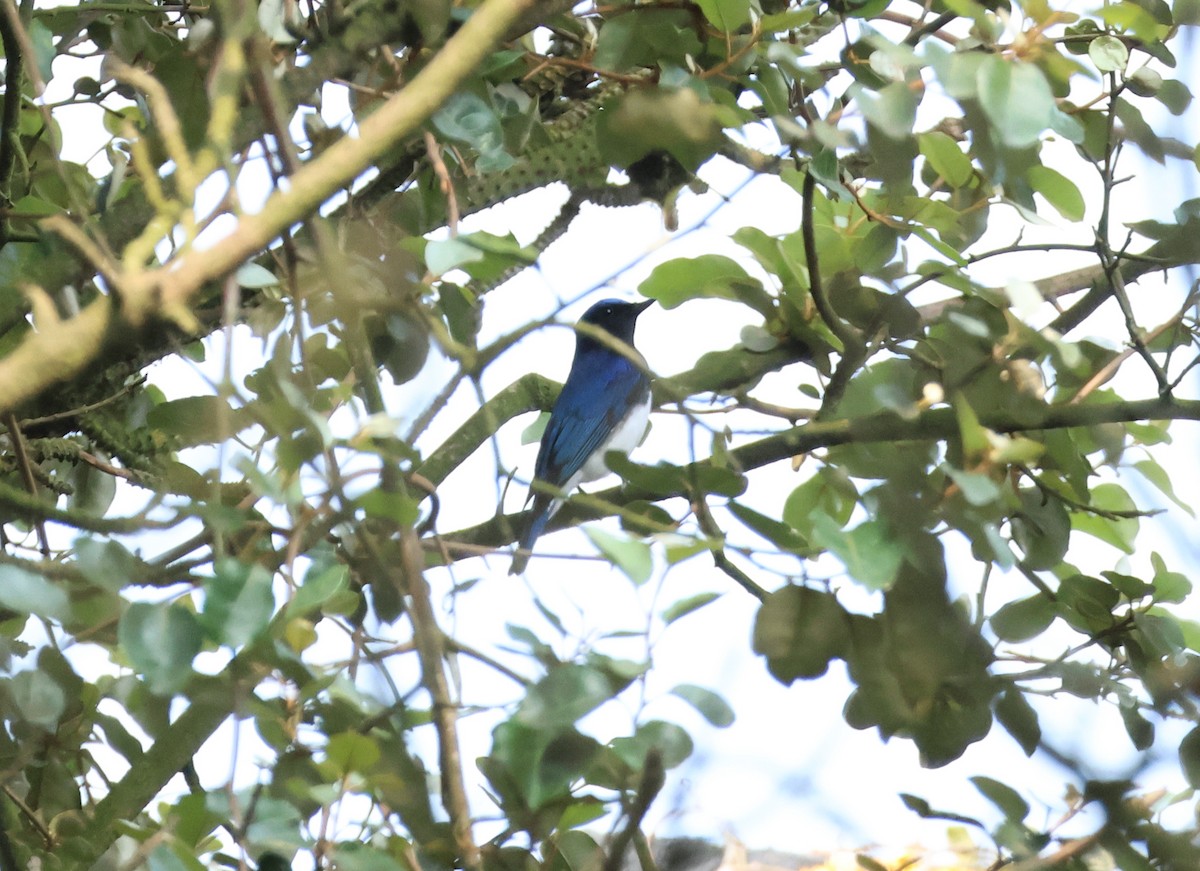 Blue-and-white Flycatcher - ML618362053