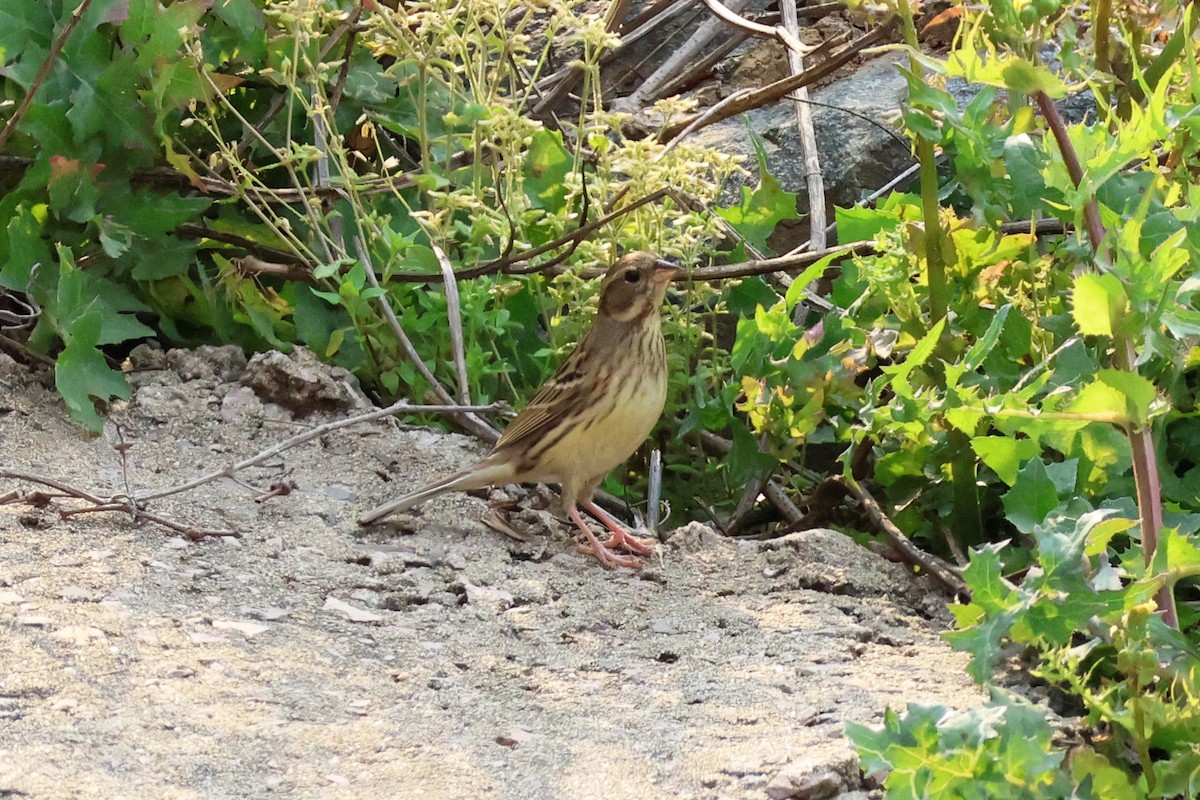 Black-faced Bunting - 佑淇 陳