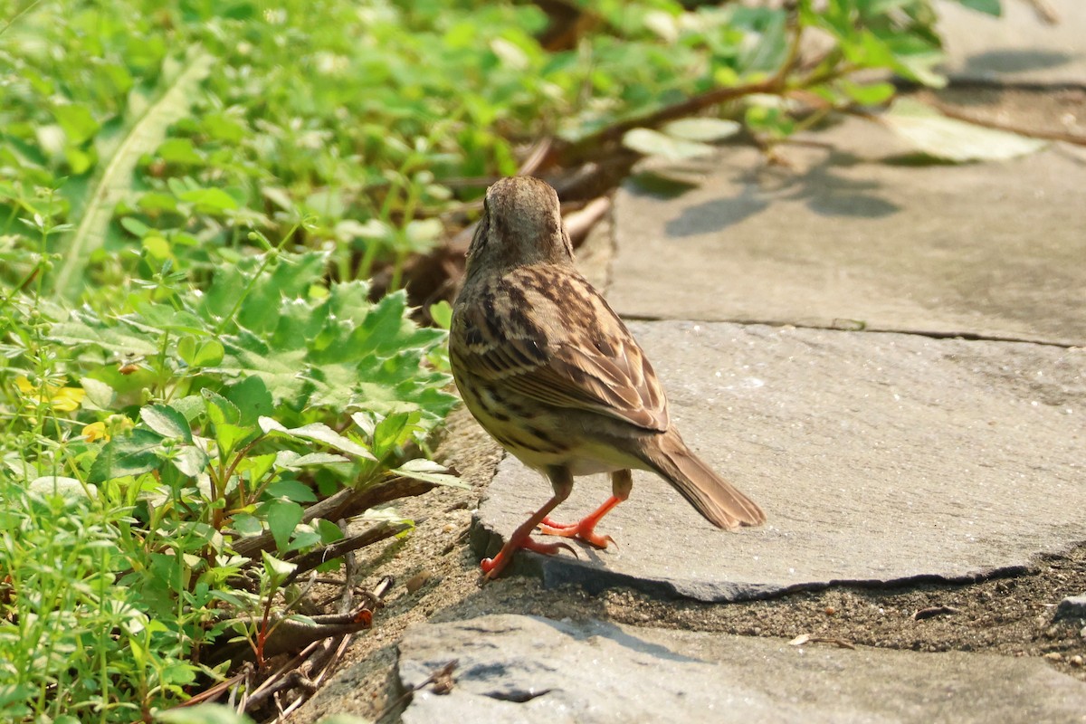 Black-faced Bunting - 佑淇 陳