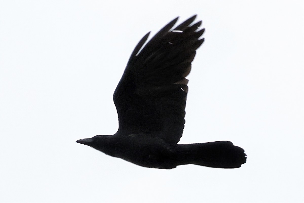 Large-billed Crow - ML618362092