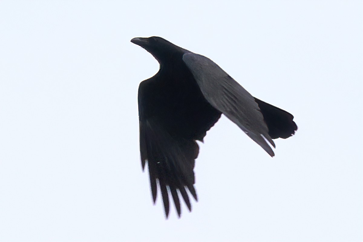 Large-billed Crow - ML618362093
