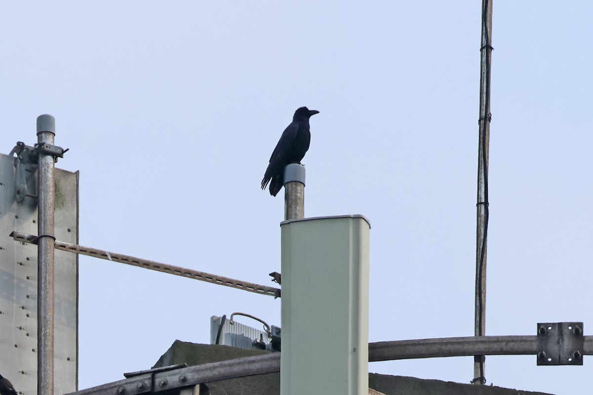 Large-billed Crow - ML618362094